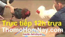 hướng dẫn sử dụng đá gà trực tiếp 67 gà đen