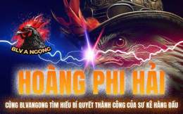 hướng dẫn sử dụng đá gà trực tiếp bảo sting và hoàng phi hải