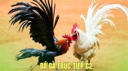 hướng dẫn sử dụng đá gà trực tiếp c2 24 11