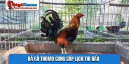 hướng dẫn sử dụng đá gà trực tiếp c3 10/3
