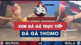 hướng dẫn sử dụng da ga truc tiep c3 24 6