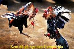 hướng dẫn sử dụng đá gà trực tiếp campuchia cựa dao