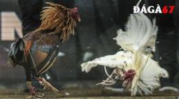 hướng dẫn sử dụng đá gà trực tiếp daga67 .blog