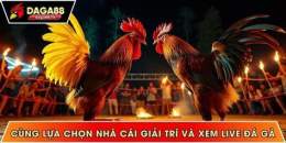 hướng dẫn sử dụng đá gà trực tiếp daga88 live