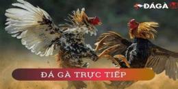 hướng dẫn sử dụng đá gà trực tiếp dagatructiep nl