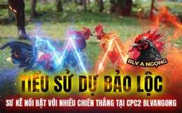 hướng dẫn sử dụng đá gà trực tiếp gà bảo sting