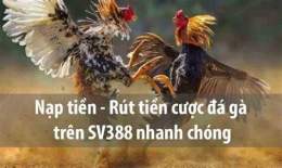 hướng dẫn sử dụng đá gà trực tiếp giải gà nòi