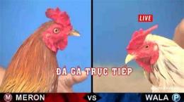 hướng dẫn sử dụng đá gà truc tiep moc bai