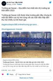 hướng dẫn sử dụng đá gà trực tiếp savan
