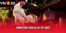hướng dẫn sử dụng đá gà vn88