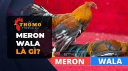 hướng dẫn sử dụng đá gà wala meron