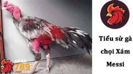 hướng dẫn sử dụng đá gà xám messi