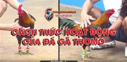 hướng dẫn sử dụng đá gà xanh trích thomo