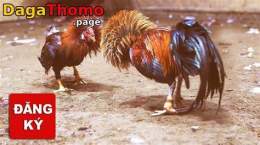 hướng dẫn sử dụng đang ký đá gà thomo