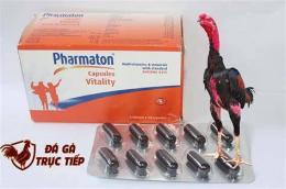 hướng dẫn sử dụng doping cho gà đá