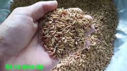 hướng dẫn sử dụng gà anh cọp đá với mít trà cú