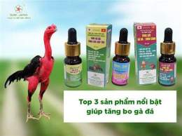 hướng dẫn sử dụng gà bổn đá tiền lớn