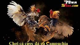 hướng dẫn sử dụng gà campuchia chừng nào đá lại