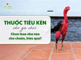 hướng dẫn sử dụng gà chọi bị vàng da