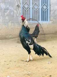 hướng dẫn sử dụng gà cuban đá cựa sắt