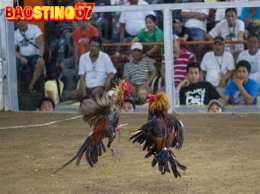 hướng dẫn sử dụng ga da baosting