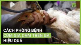 hướng dẫn sử dụng gà đá bị cúm chân