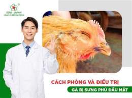 hướng dẫn sử dụng gà đá bị sưng mặt
