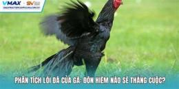 hướng dẫn sử dụng gà đá đòn hiểm
