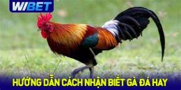 hướng dẫn sử dụng ga đa hay