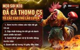 hướng dẫn sử dụng gà đá thomo c