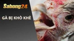 hướng dẫn sử dụng gà đi đá về bị khò khè