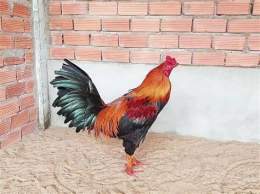 hướng dẫn sử dụng gà điều xanh đá ngày nào tốt