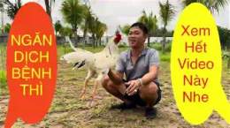 hướng dẫn sử dụng gà duyên ti đã