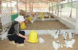 hướng dẫn sử dụng gà mã đà mua giống ở đâu