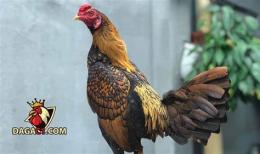 hướng dẫn sử dụng gà mỹ đá trực tiếp