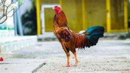 hướng dẫn sử dụng gà tre đá gà chọi