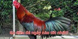 hướng dẫn sử dụng ga xanh da ngay nao tot nhat