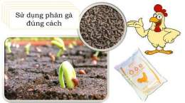 hướng dẫn sử dụng giá phân gà đã qua xử lý