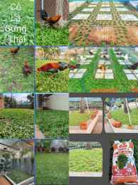 hướng dẫn sử dụng hình ảnh trại gà đá đẹp