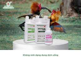 hướng dẫn sử dụng kháng sinh cho gà đá