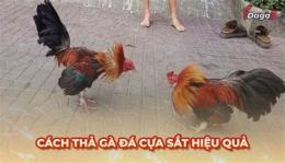 hướng dẫn sử dụng kỹ thuật sửa gà đá cựa sắt