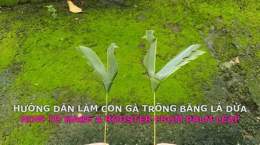 hướng dẫn sử dụng làm con gà trống bằng vải dạ