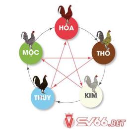 hướng dẫn sử dụng lịch ngũ hành đá gà