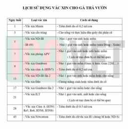 hướng dẫn sử dụng lịch vacxin cho gà đá
