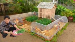 hướng dẫn sử dụng mô hình nuôi gà tre đá