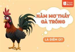hướng dẫn sử dụng mơ thấy đá gà đánh số may