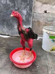 hướng dẫn sử dụng mua bán gà chọi đà nẵng
