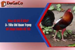 hướng dẫn sử dụng mua ga da o can tho