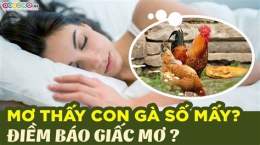 hướng dẫn sử dụng nằm mơ thấy đá gà