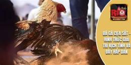 hướng dẫn sử dụng ngày hợp màu gà đá cựa sắt